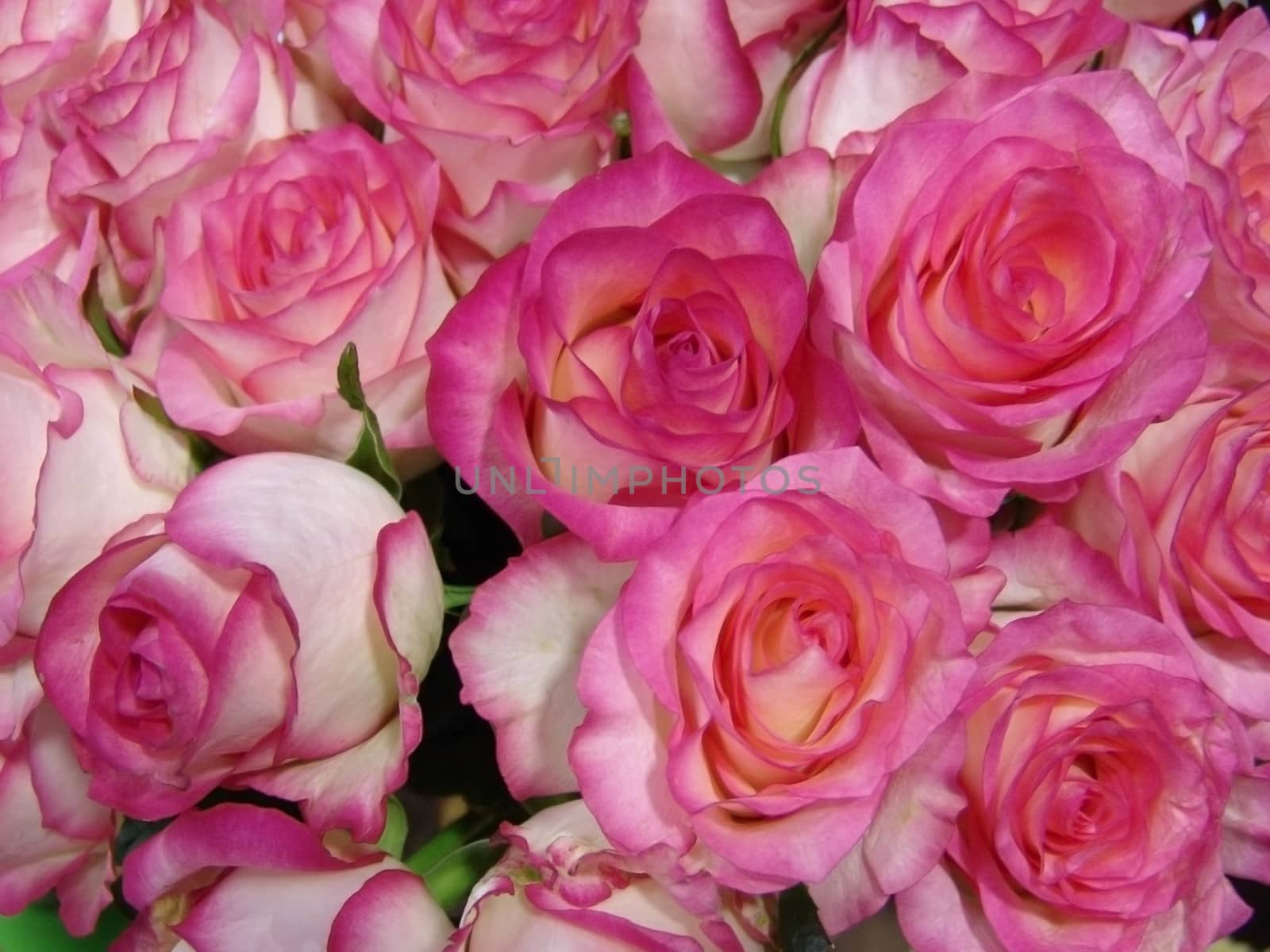 pink roses by elena_vz