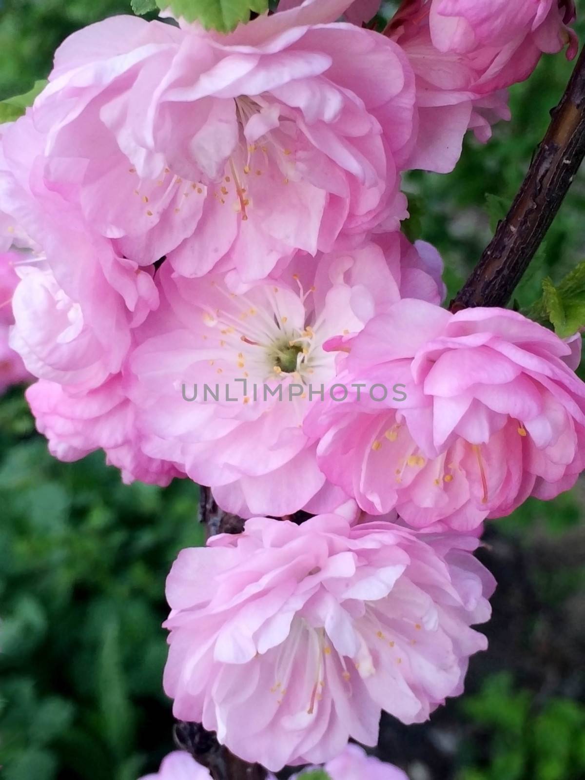 Sakura pink flower by elena_vz