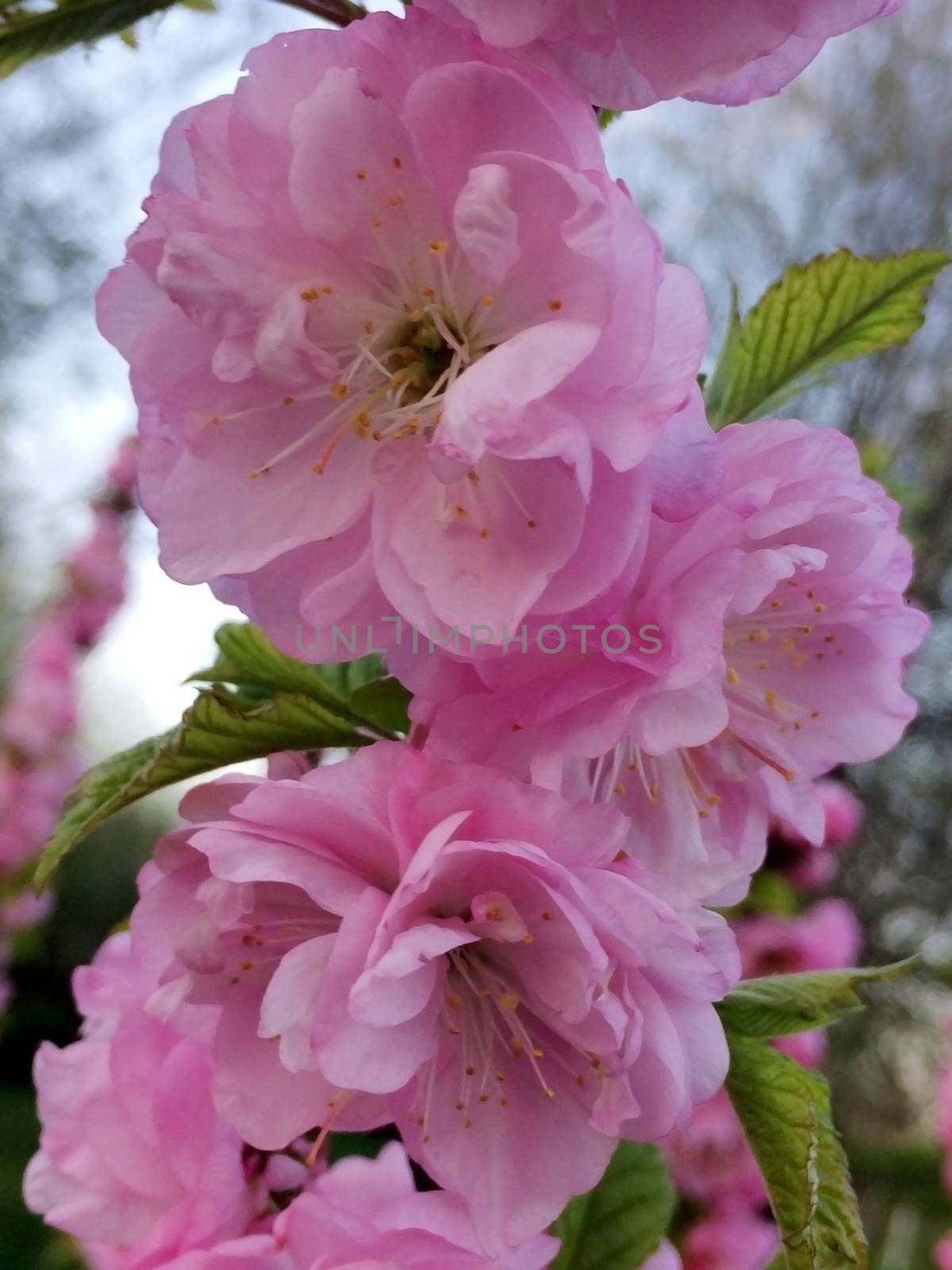 Sakura pink flower by elena_vz