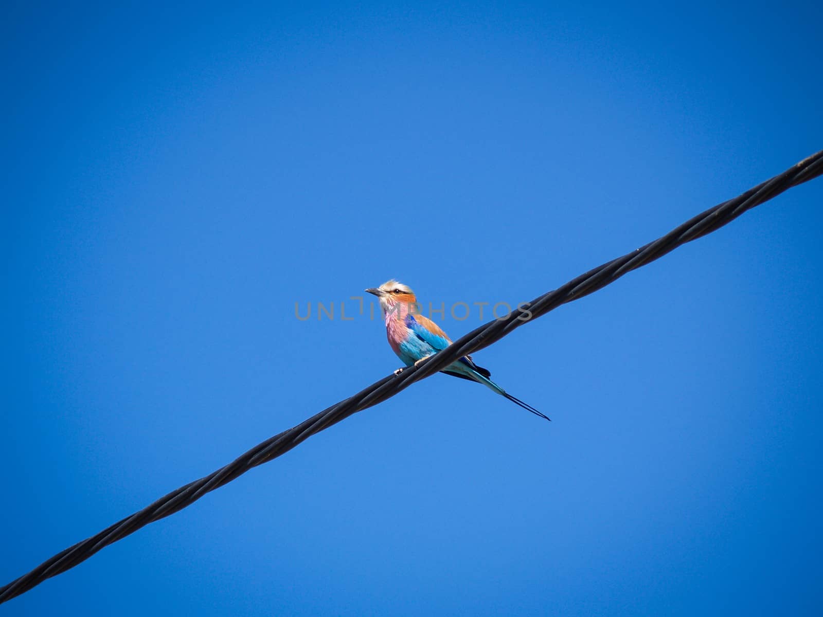 Bird on a wire, lilac breasted roller. by brians101