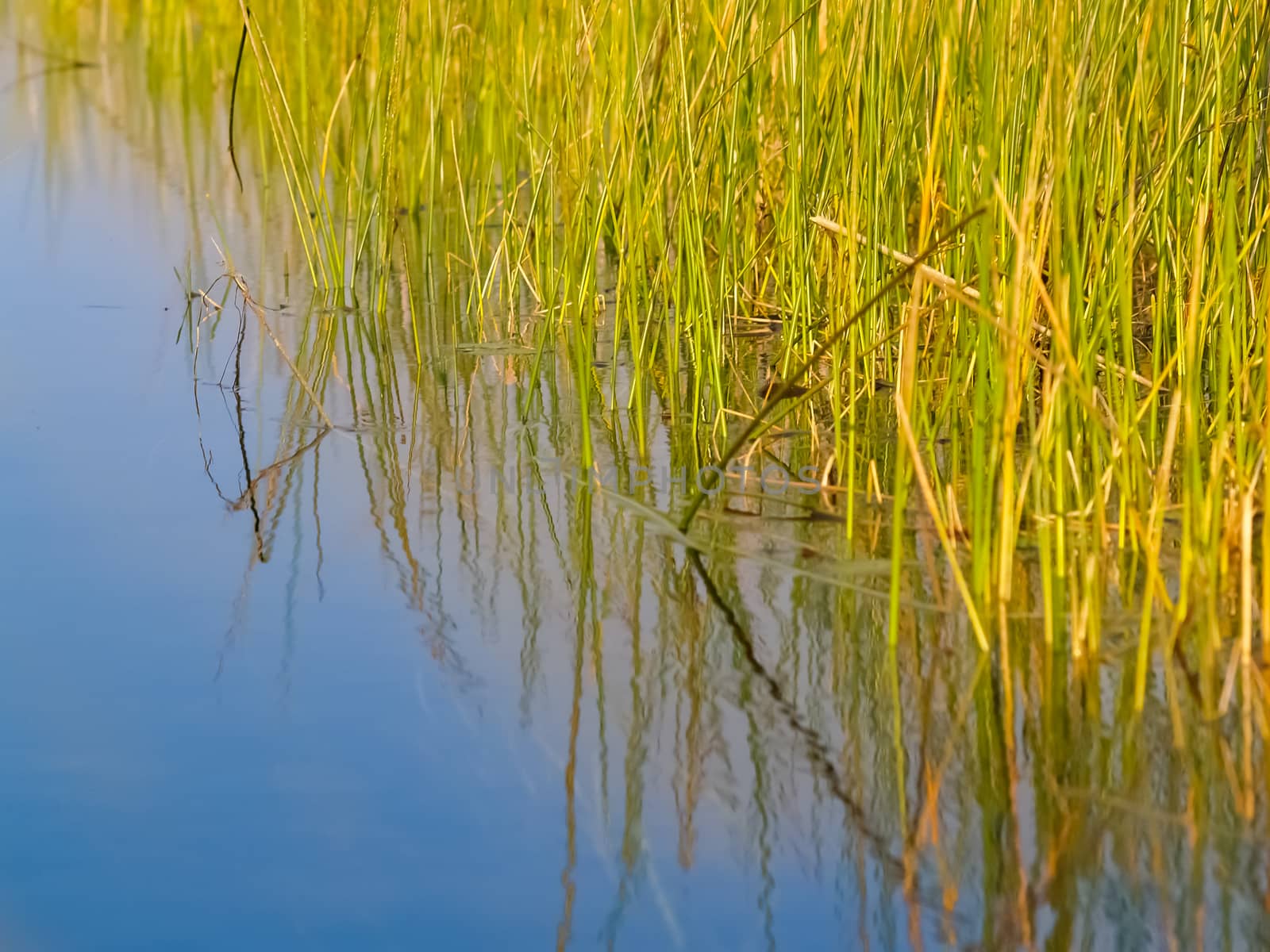 Environmental bright greens of swamp reeds against clear blue wa by brians101