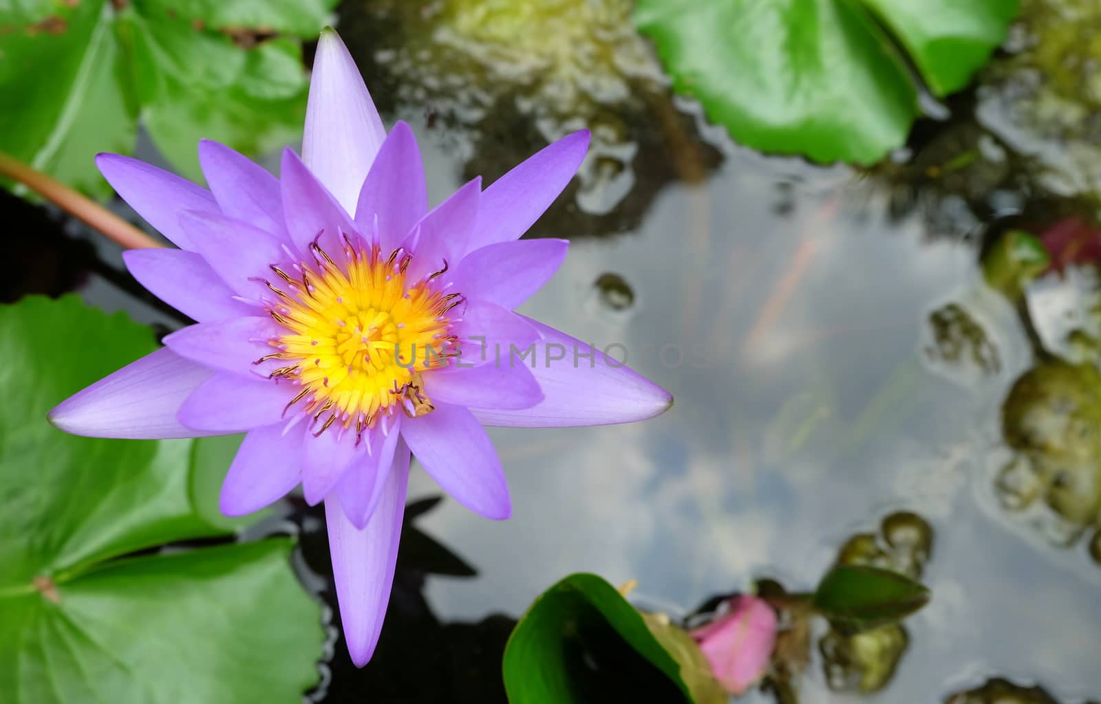 Beautiful Lotus Flower in Pond.