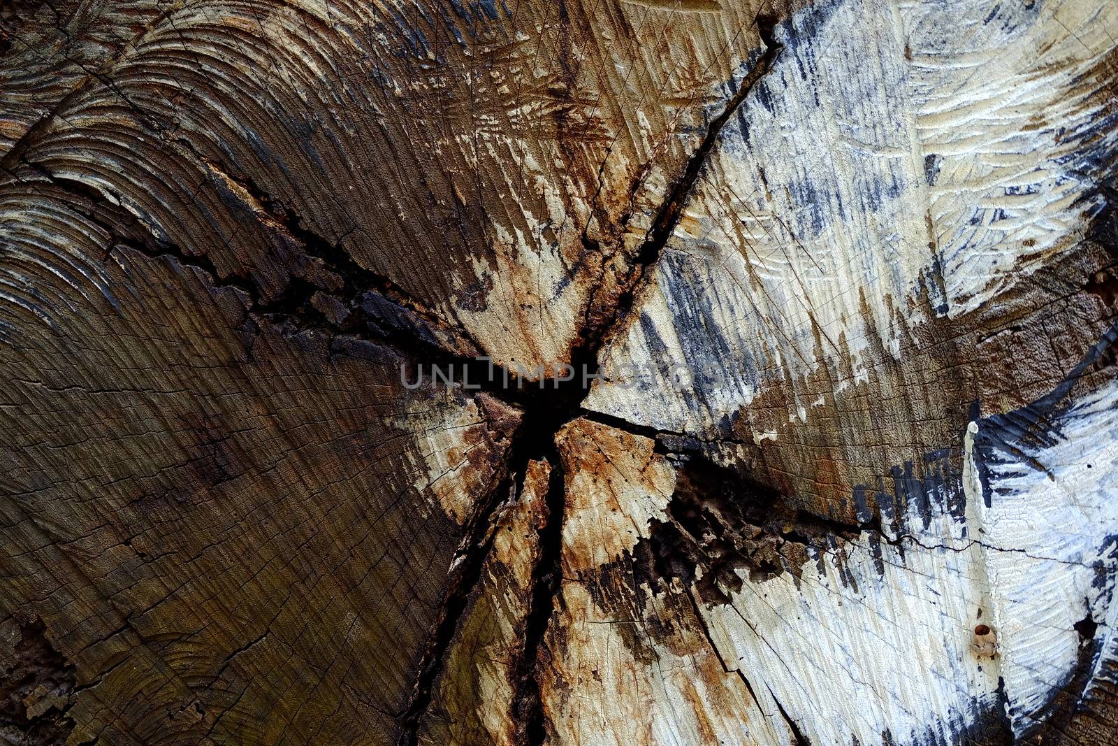 Wood Stump Background. by mesamong