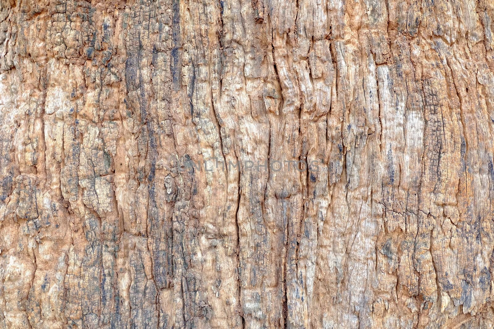 Bark Texture Background.