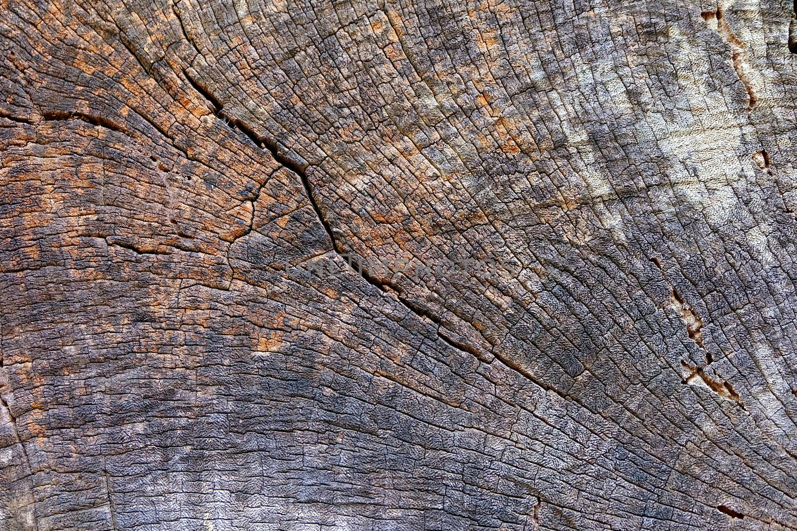 Wood Stump Background.