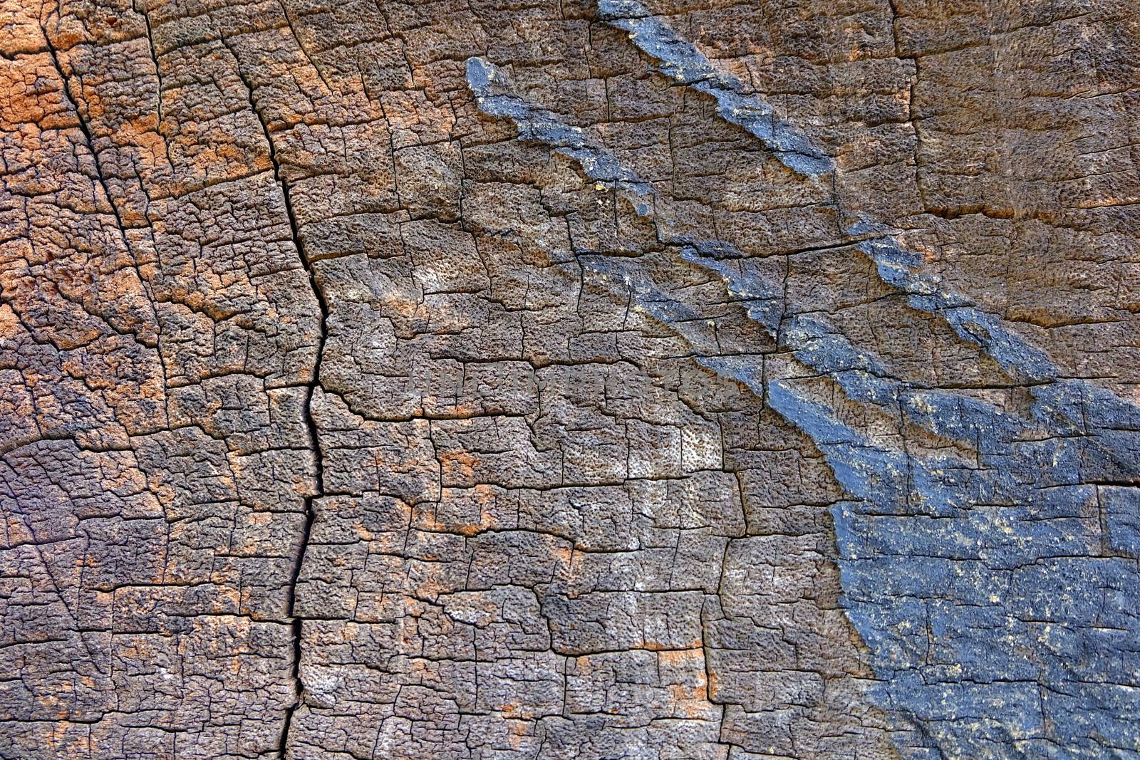 Wood Stump Background.