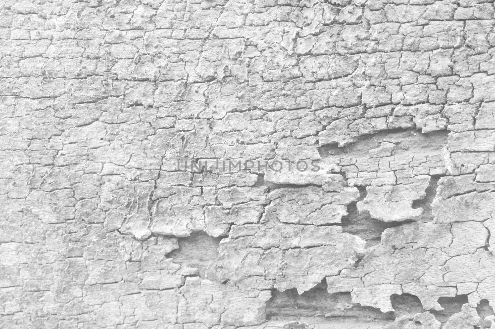 White Bark Background.