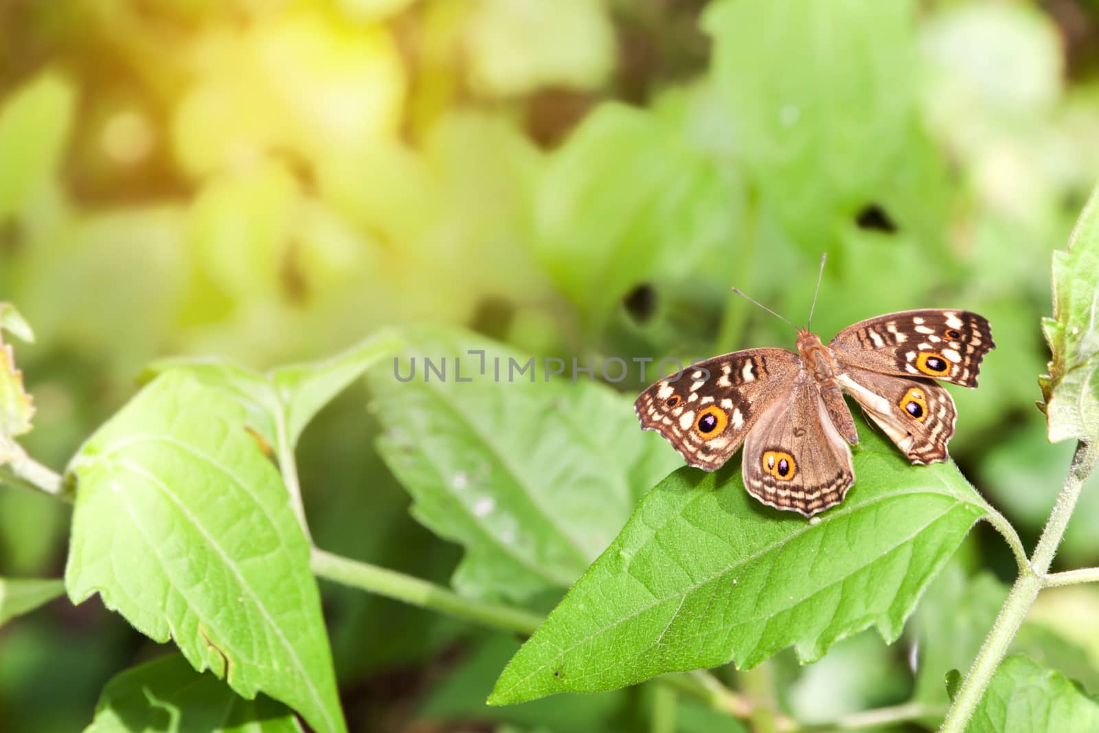 Soft focus. Butterfly on the leaf in the garden.