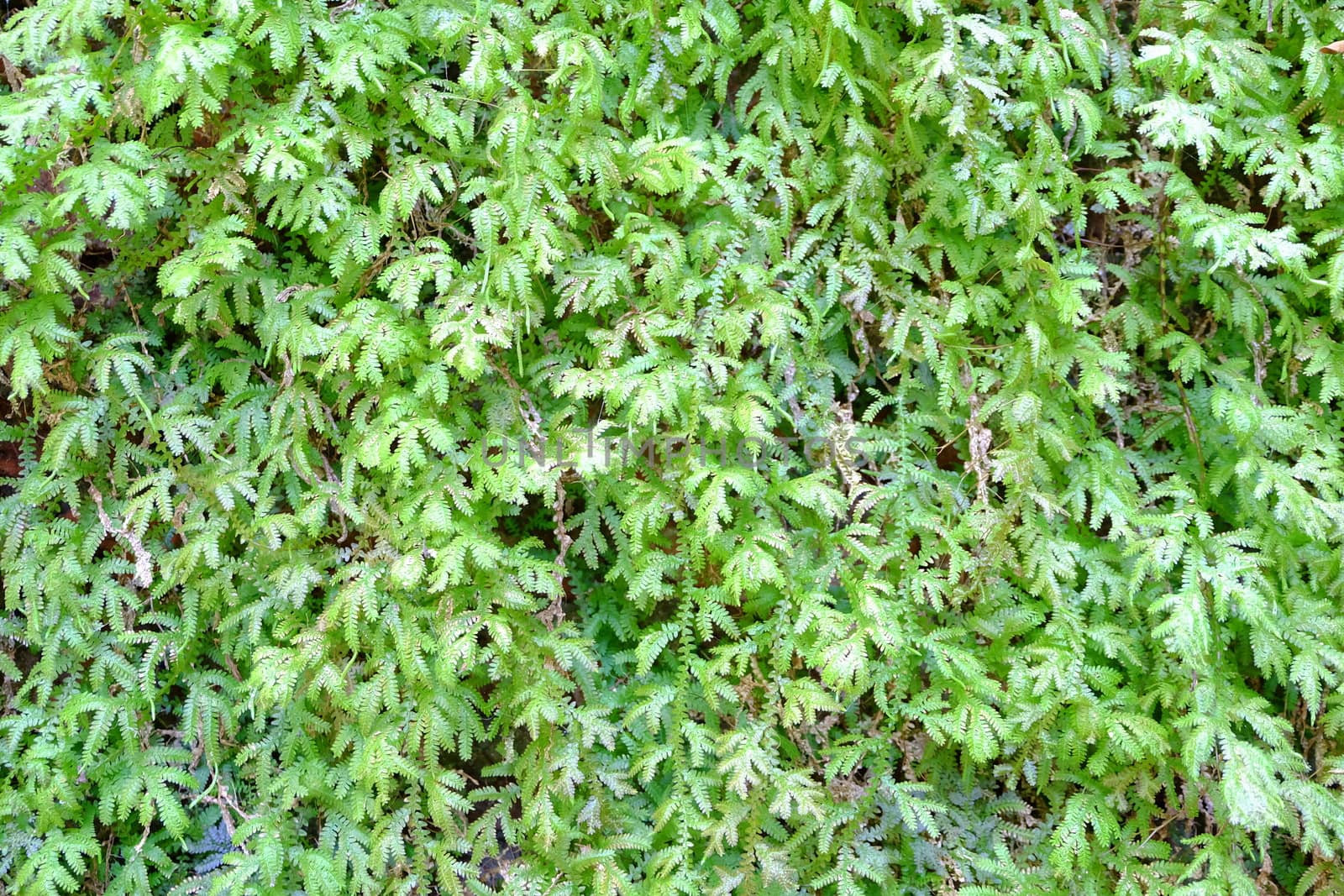Green Moss Background.