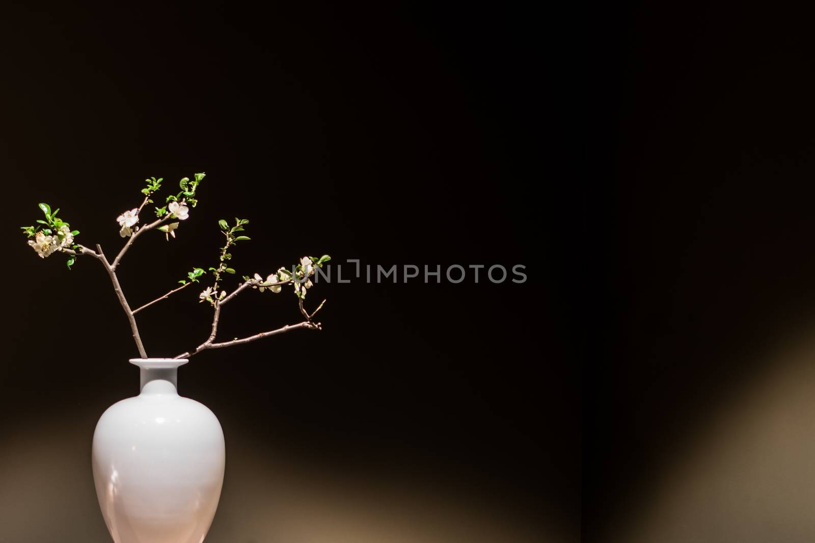 A white vase with cherry blossom, peaceful. by psodaz