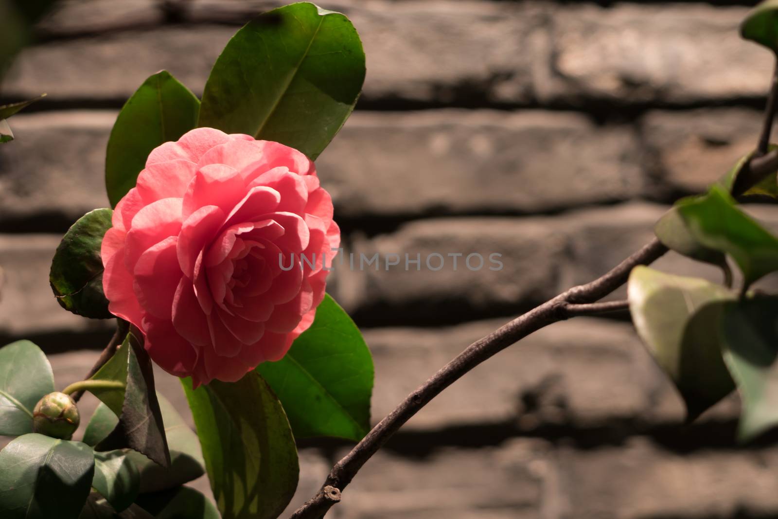 Close up pink rose on brick background