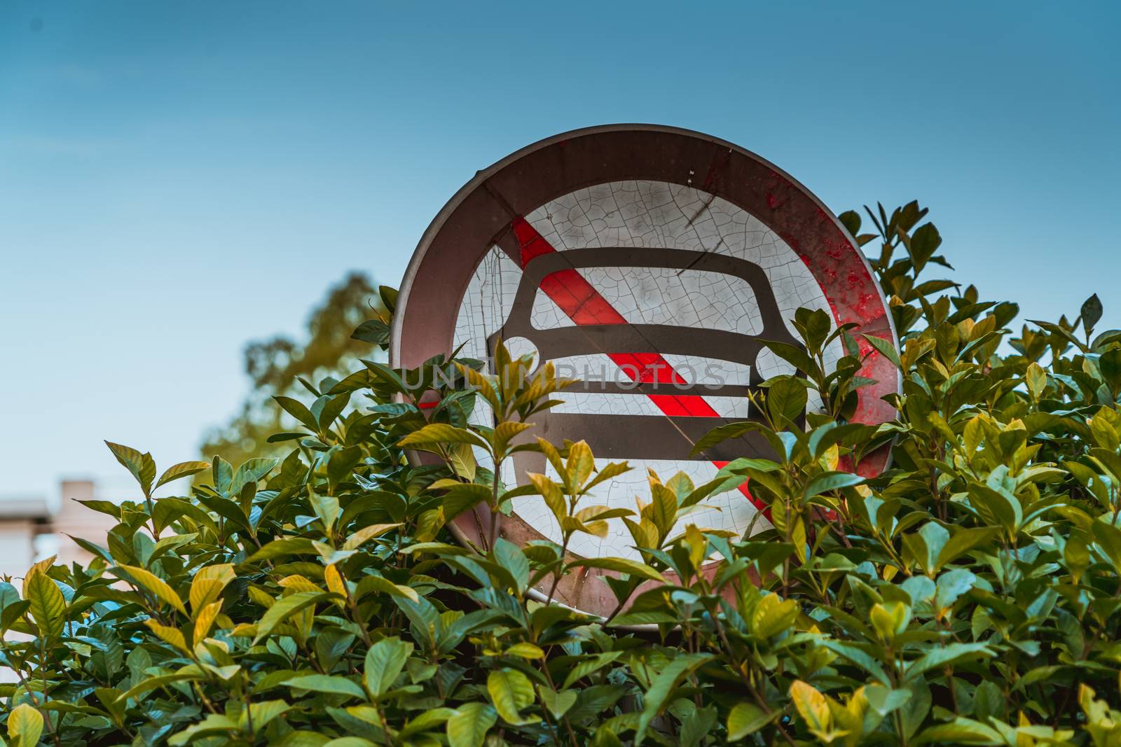 Prohibited no car parking sign obscure by a tree by psodaz