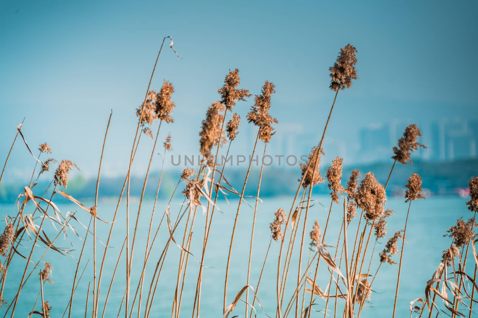 Close up flower grass on blue sky and river background by psodaz