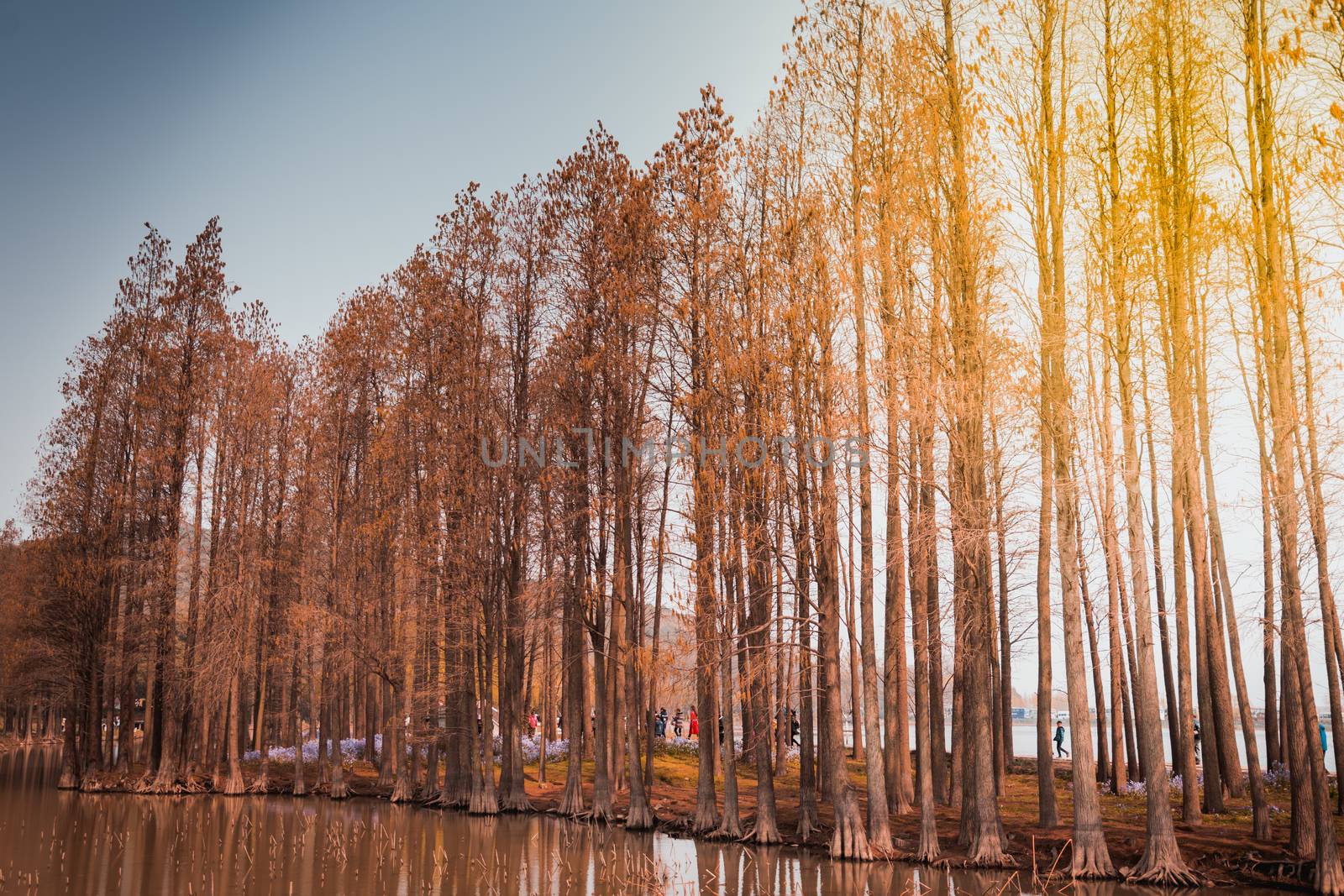 Landscape - Pine park  on sunshine day of winter season