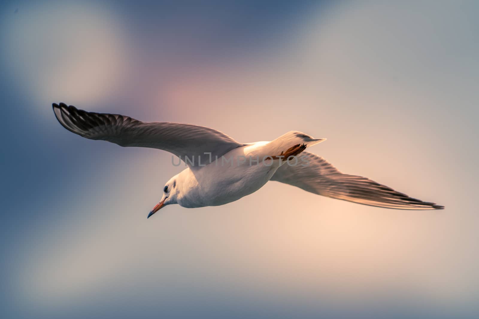 Abstract color background flying seagull  by psodaz