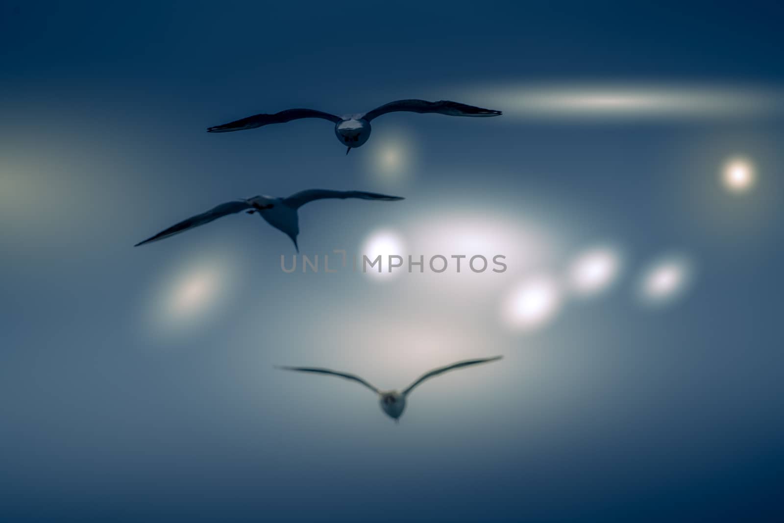 Abstract color background of group seagull flying