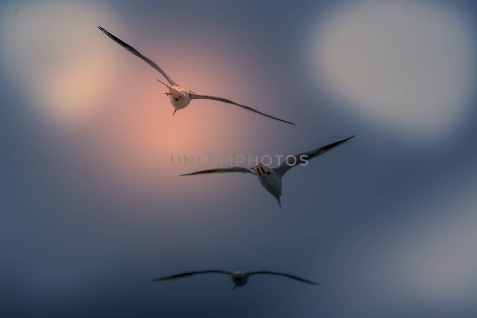 Abstract color background of group seagull flying by psodaz