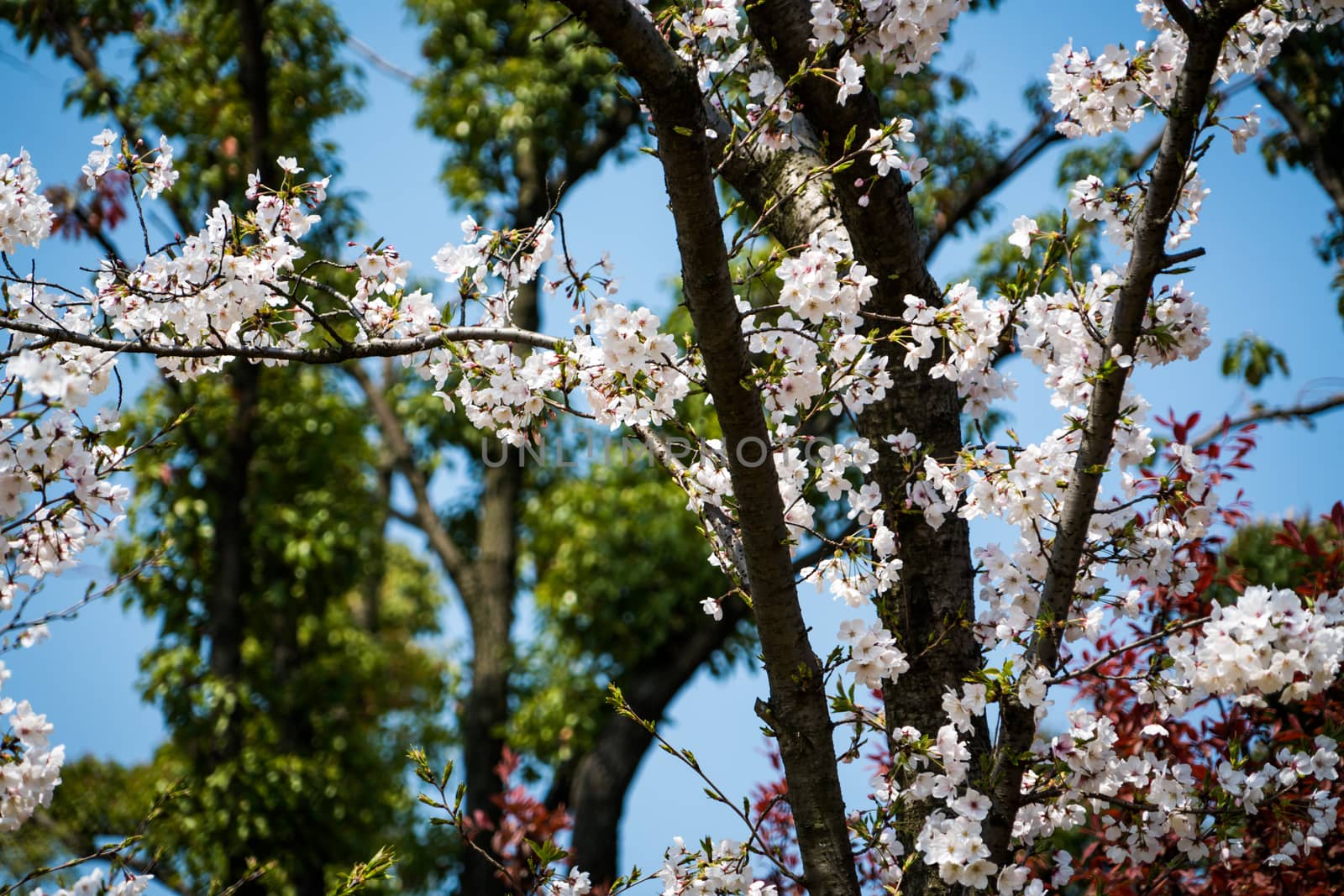 Sweet cherry blossom blooming in sunshine day