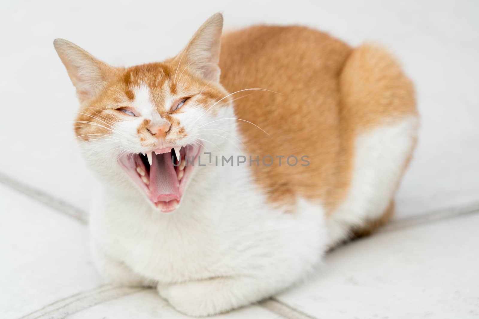 portrait of white-light brown cat screaming isolated by psodaz