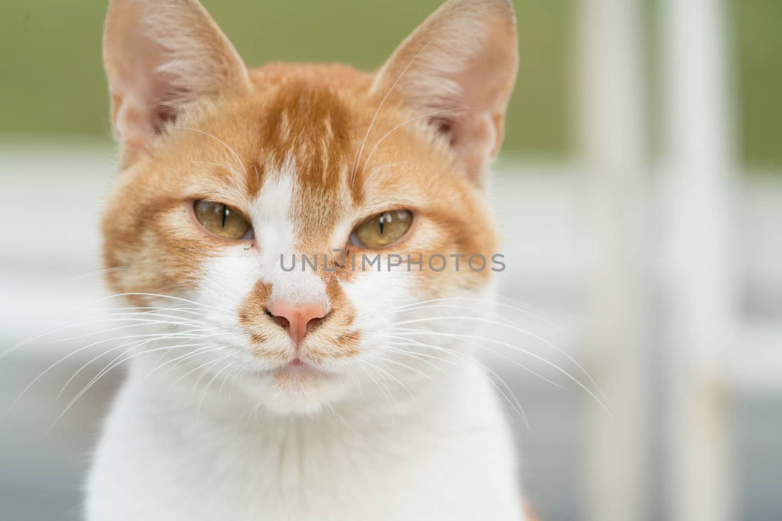 portrait of white-light brown cat isolated on blur background by psodaz