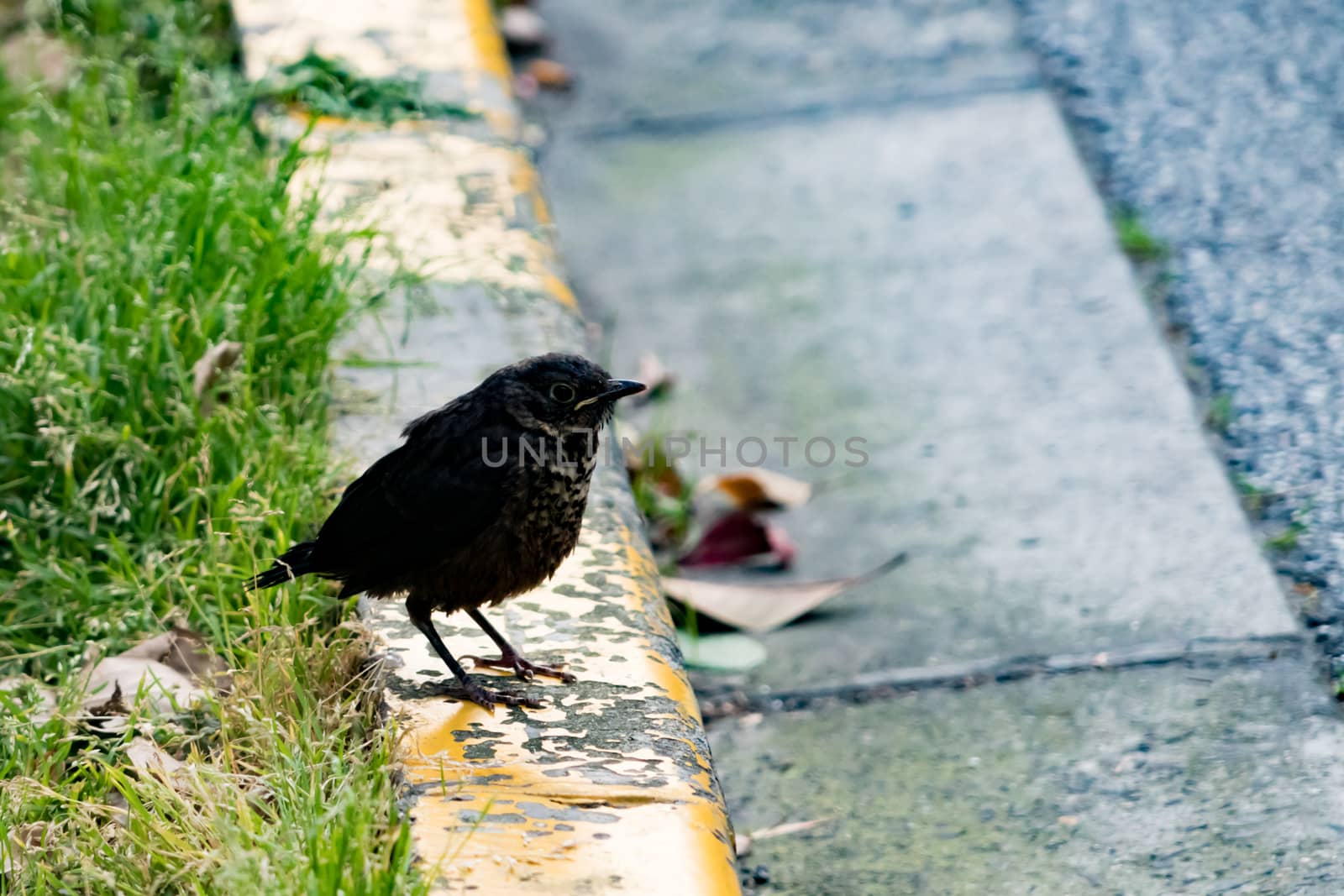 A black bird on the footpath waiting for a friend waiting for a friend