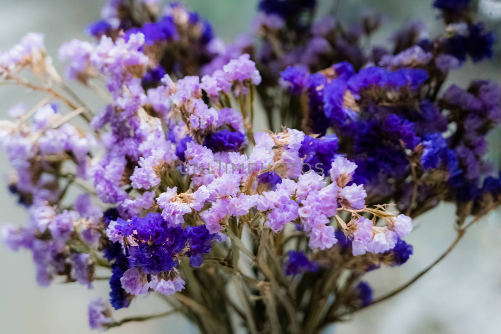 Purple statice flowers by psodaz
