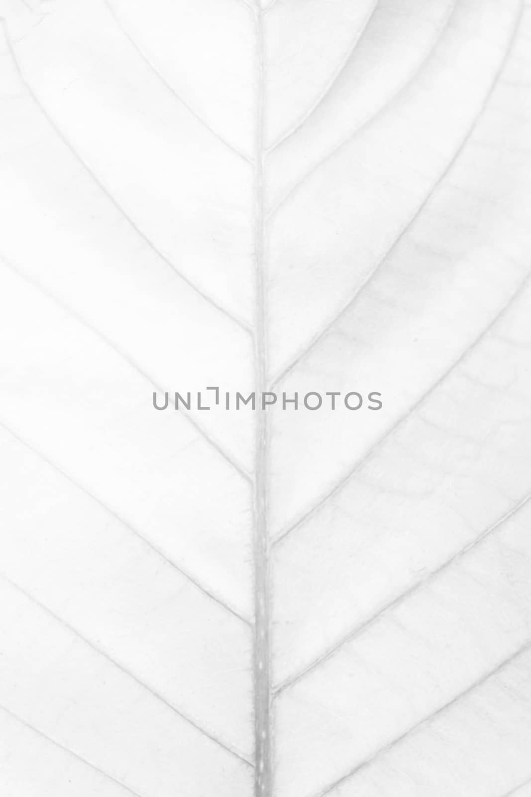 White leaf Texture Background.