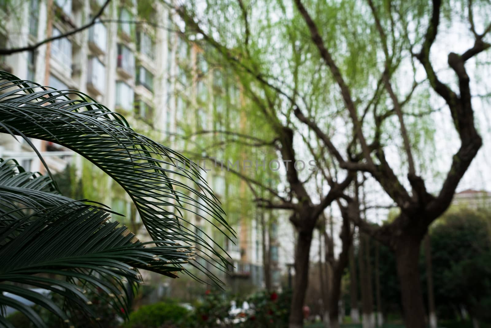 Plam leave in garden - blurred building background