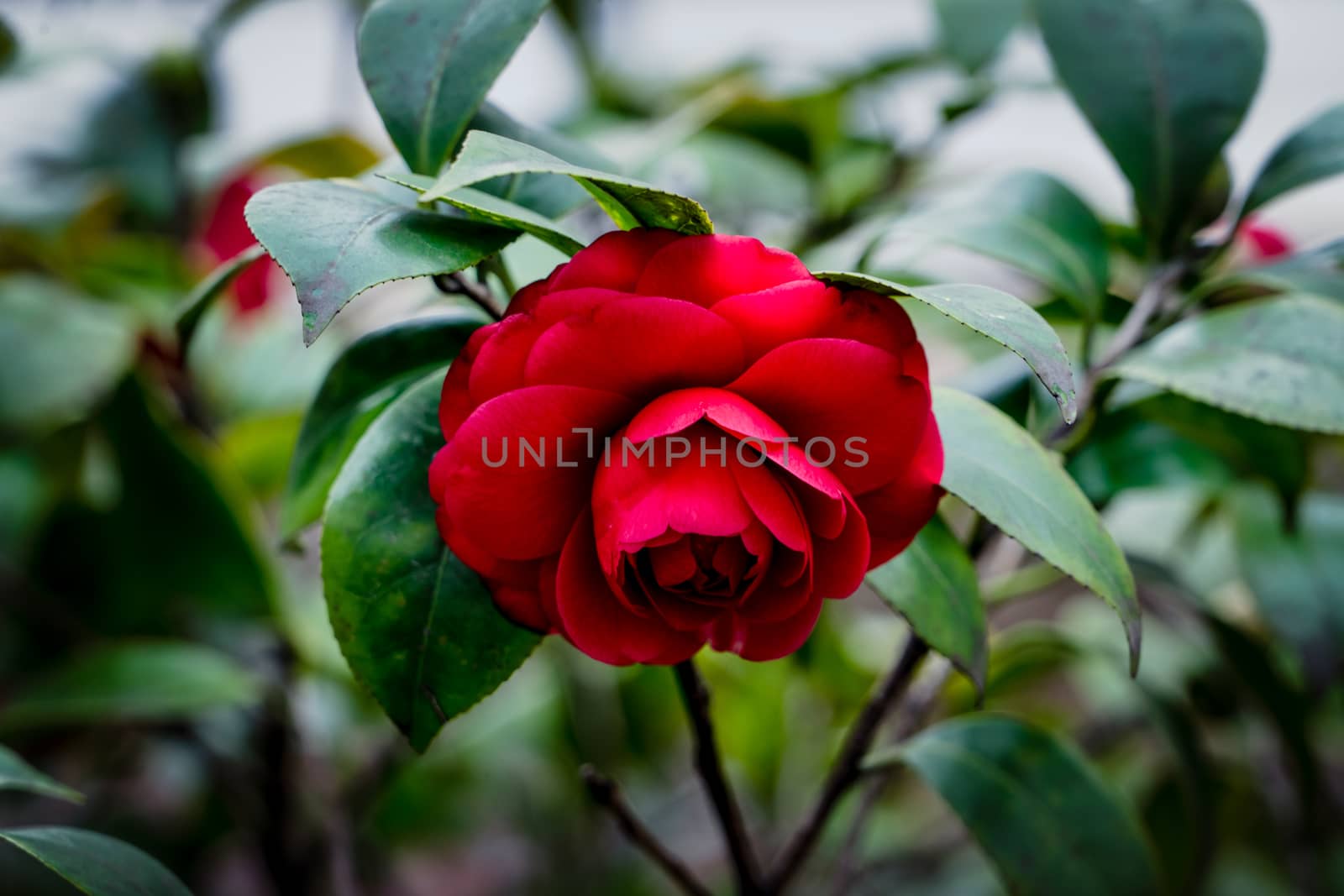 A red rose on the tree in blurred background