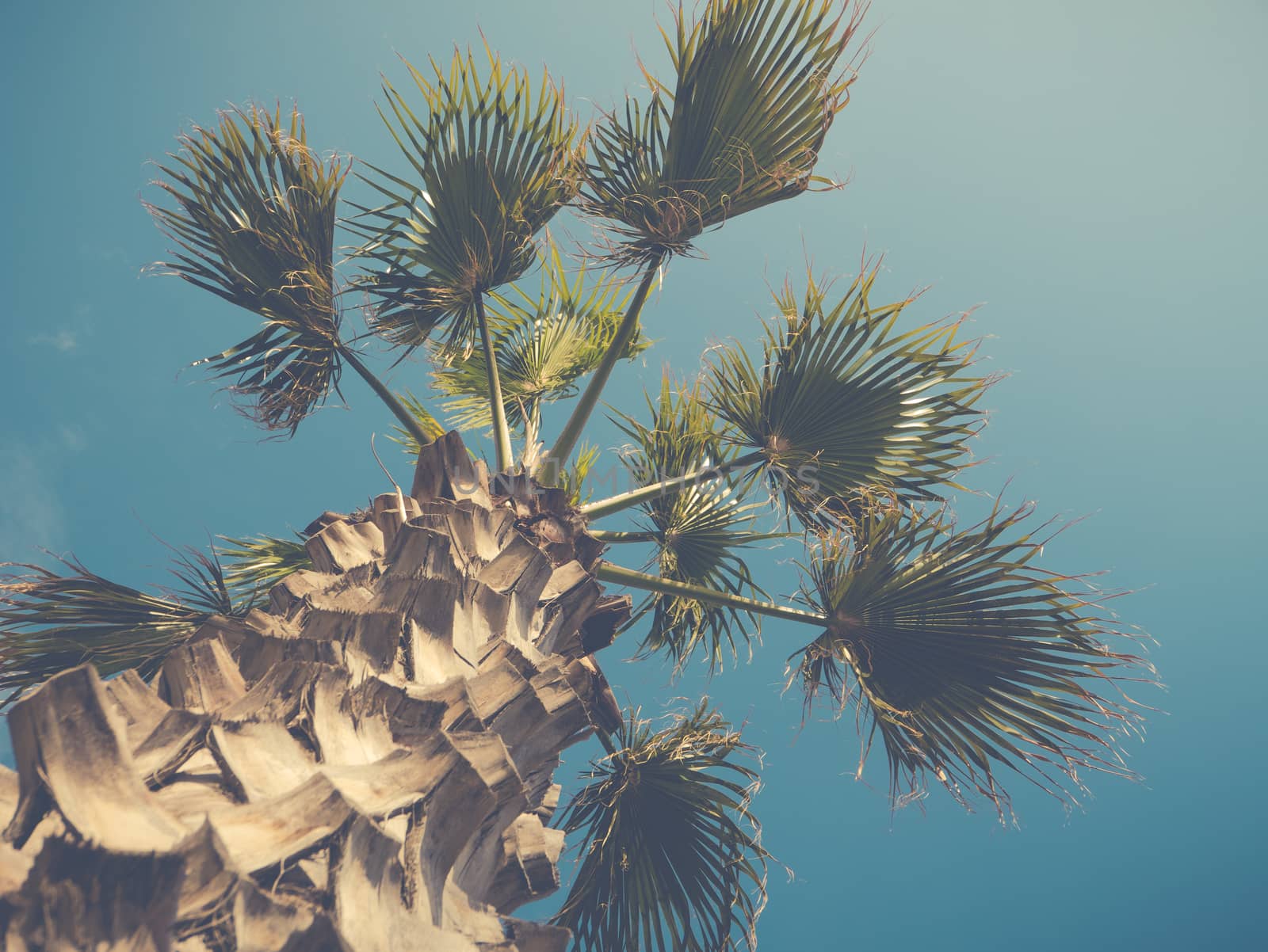 Vintage Style Palm Tree With Trunk by mrdoomits