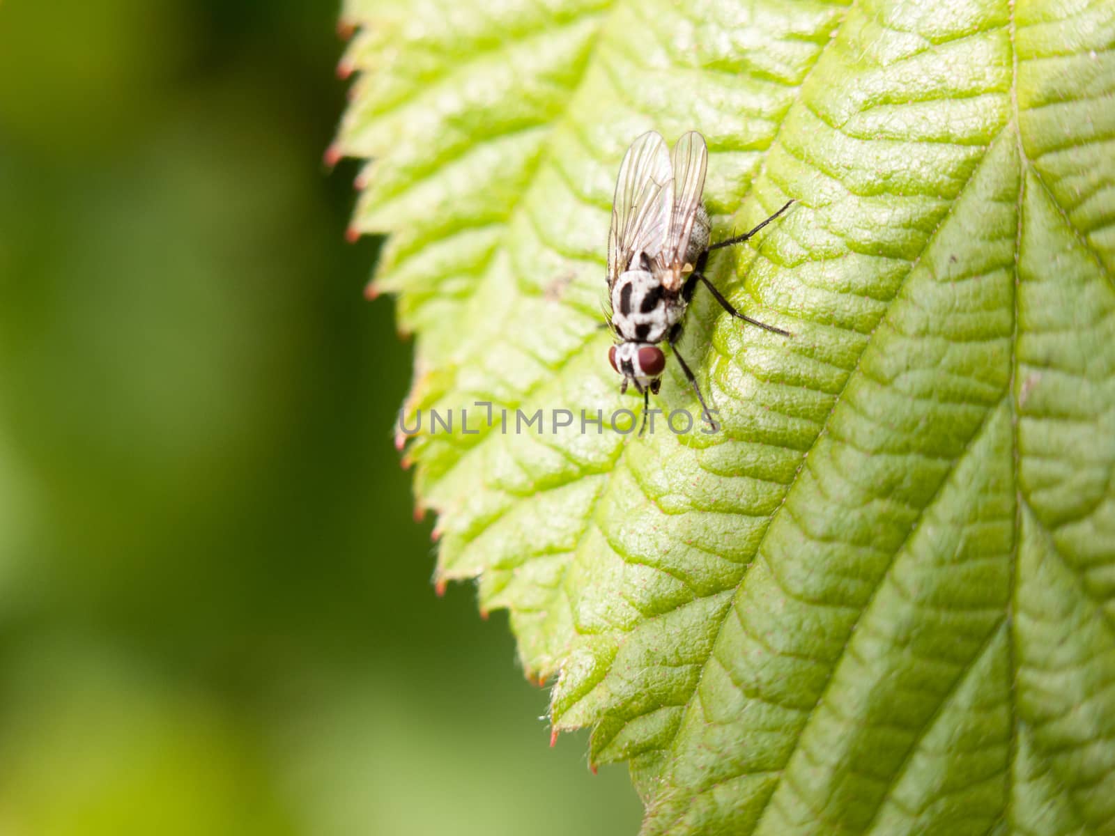 a fly close up on a leaf resting still macro by callumrc