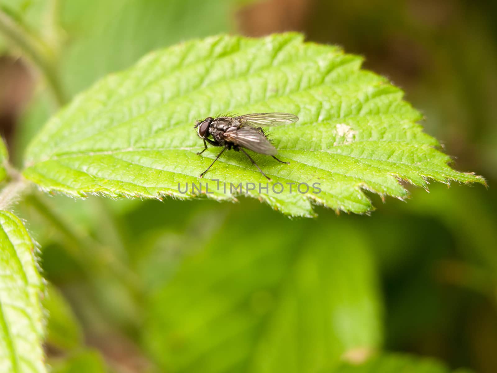 a normal common fly outside in the forest restin upon a leaf clo by callumrc