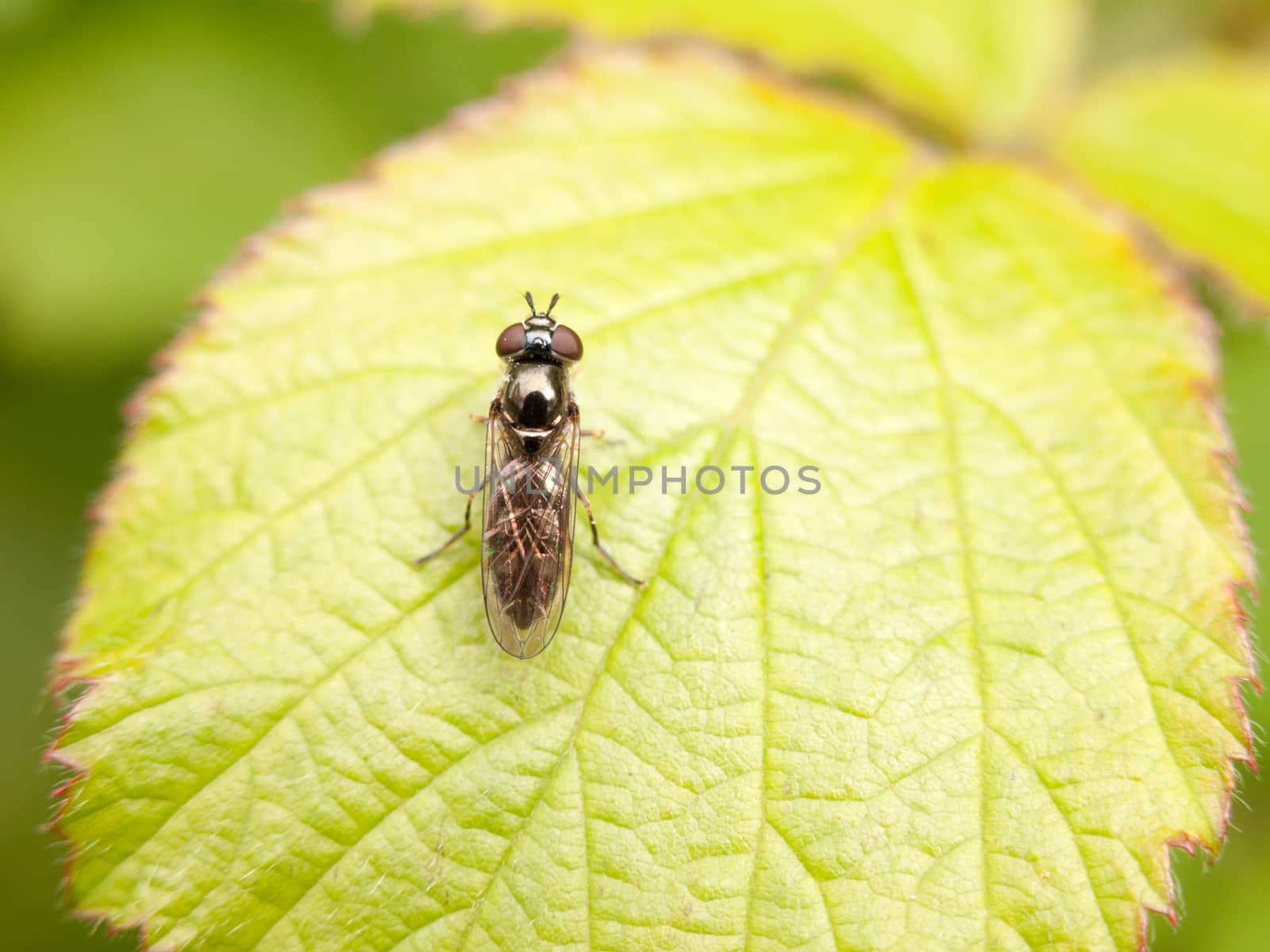 a small black fly with body wings and big eyes and antenna in clear sharp focus resting upon a leaf in the forest in spring day light