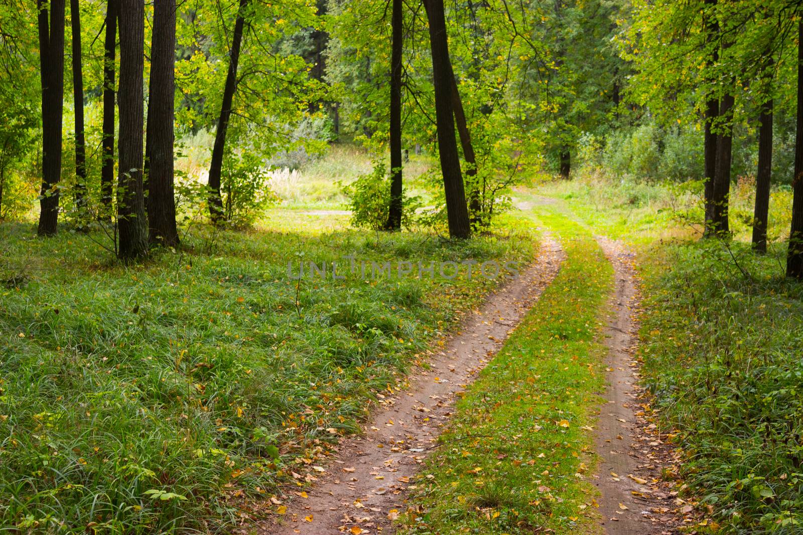 trail between trees in green forest. sunny