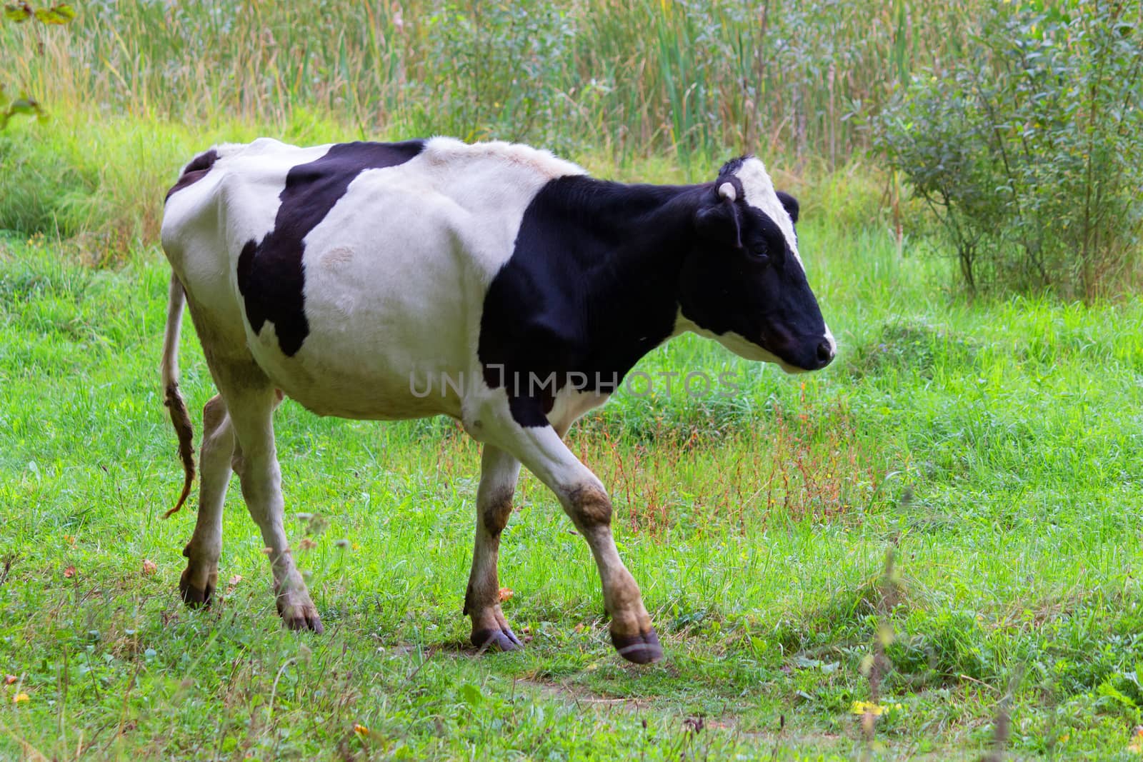 one white Cow grazing on a meadow