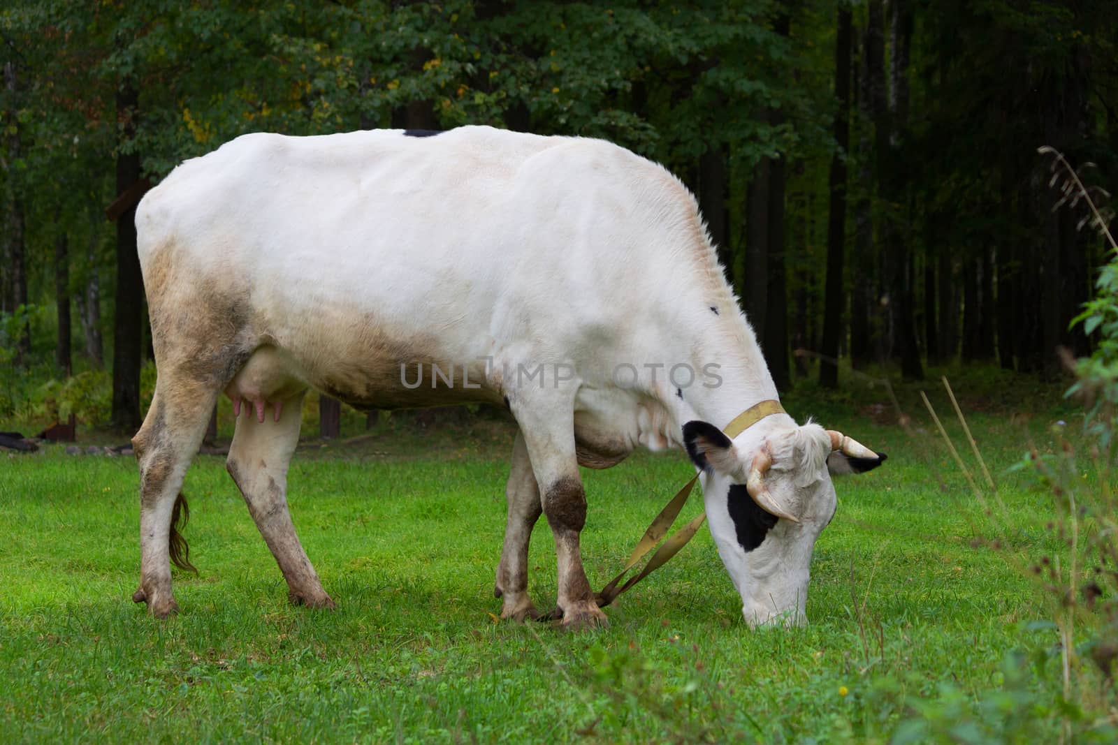 Cow grazing on a meadow by liwei12