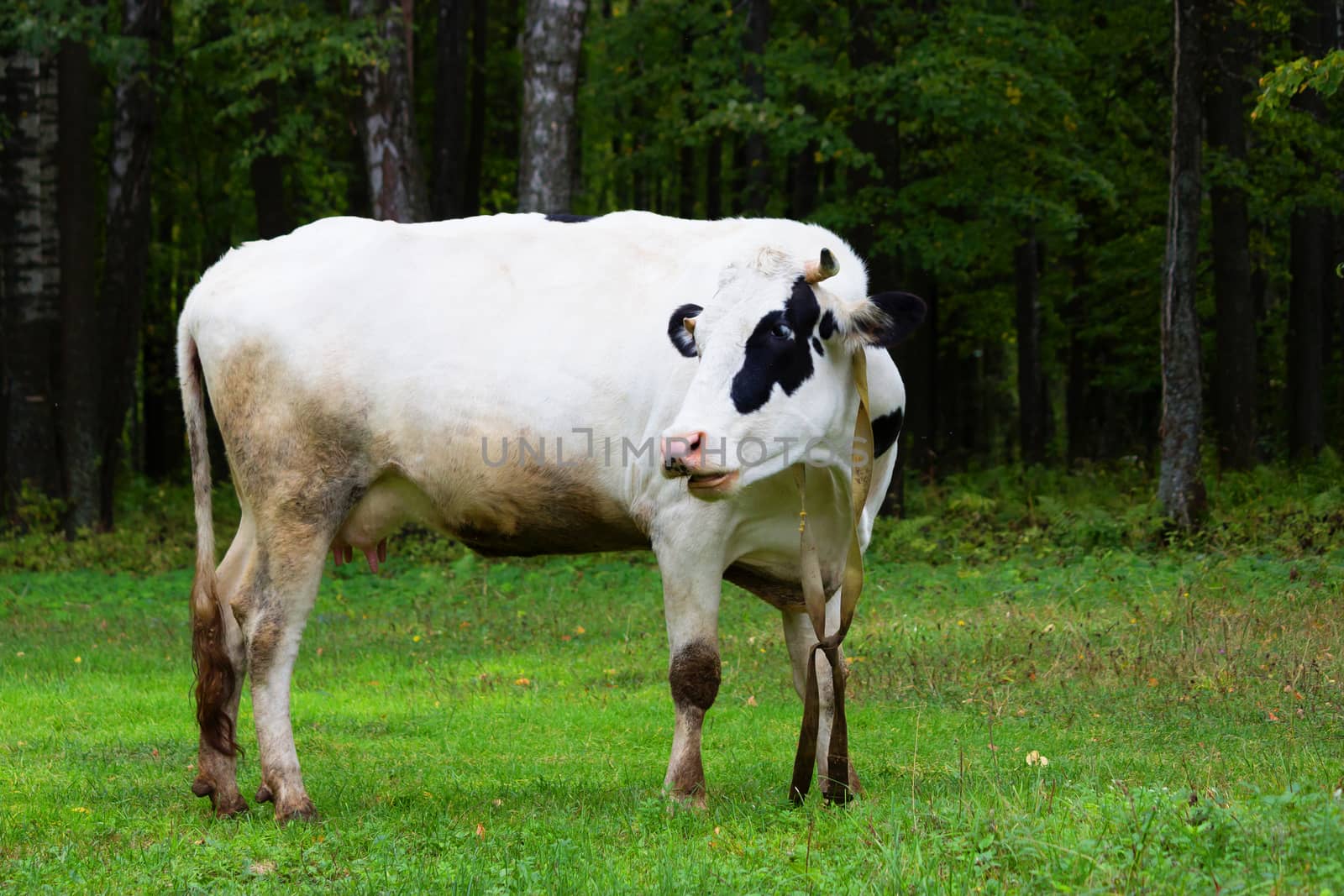 one white Cow grazing on a meadow