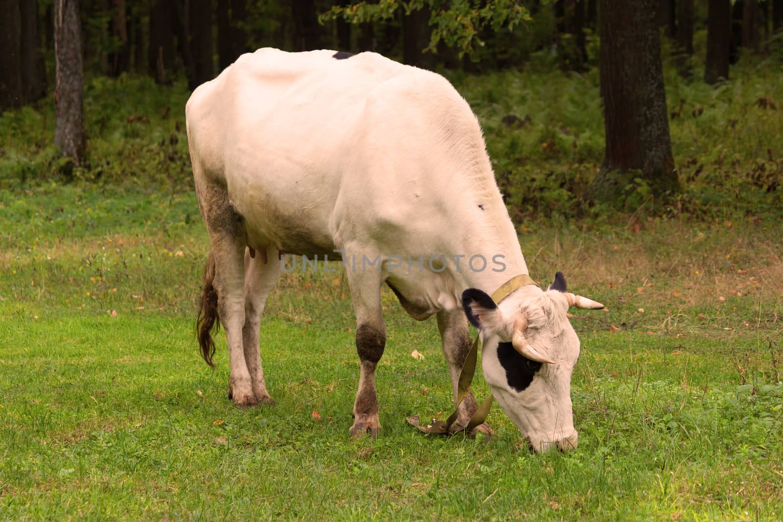 Cow grazing on a meadow by liwei12