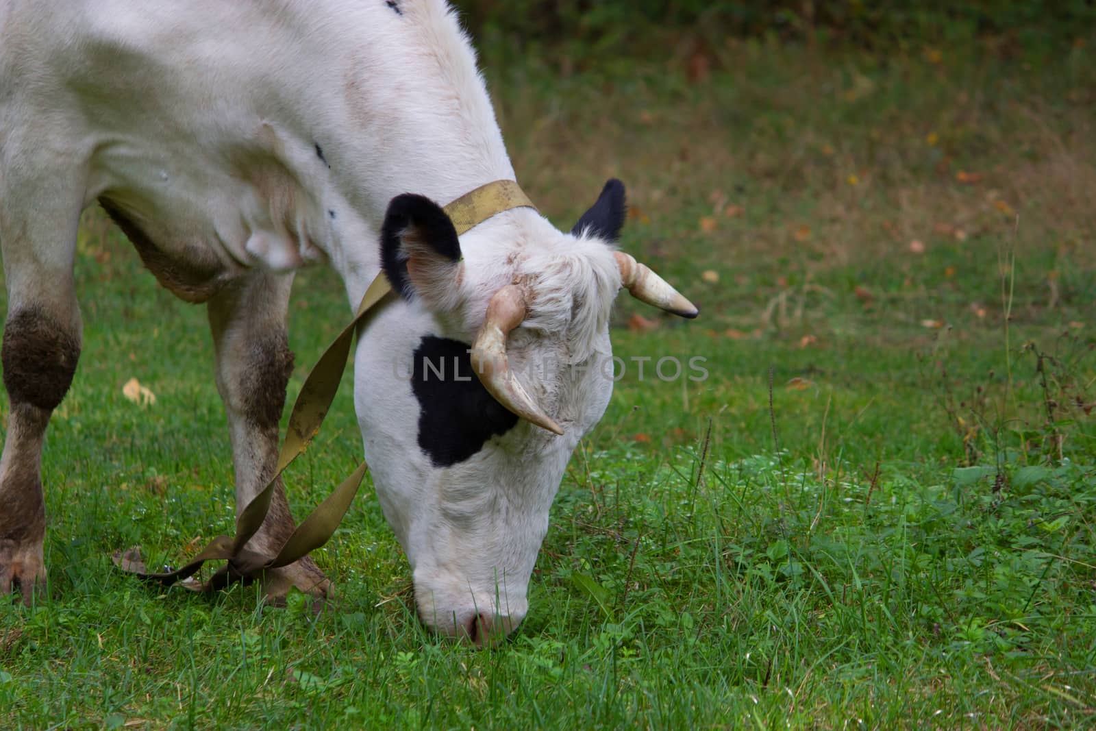 cow on a green field by liwei12