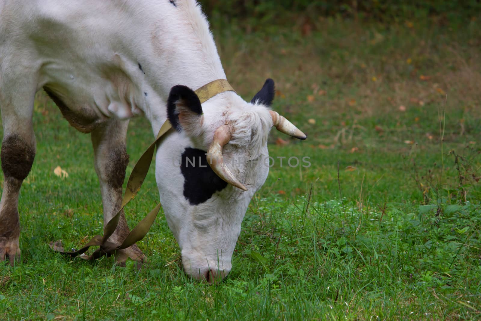 cose up of a cow grazing on a green field