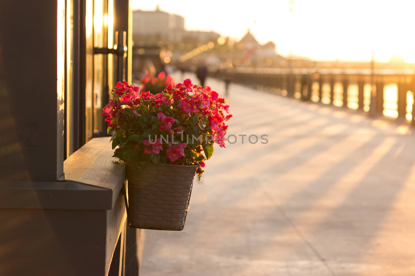 Flower Pots Outdoor. sunny day. copy space