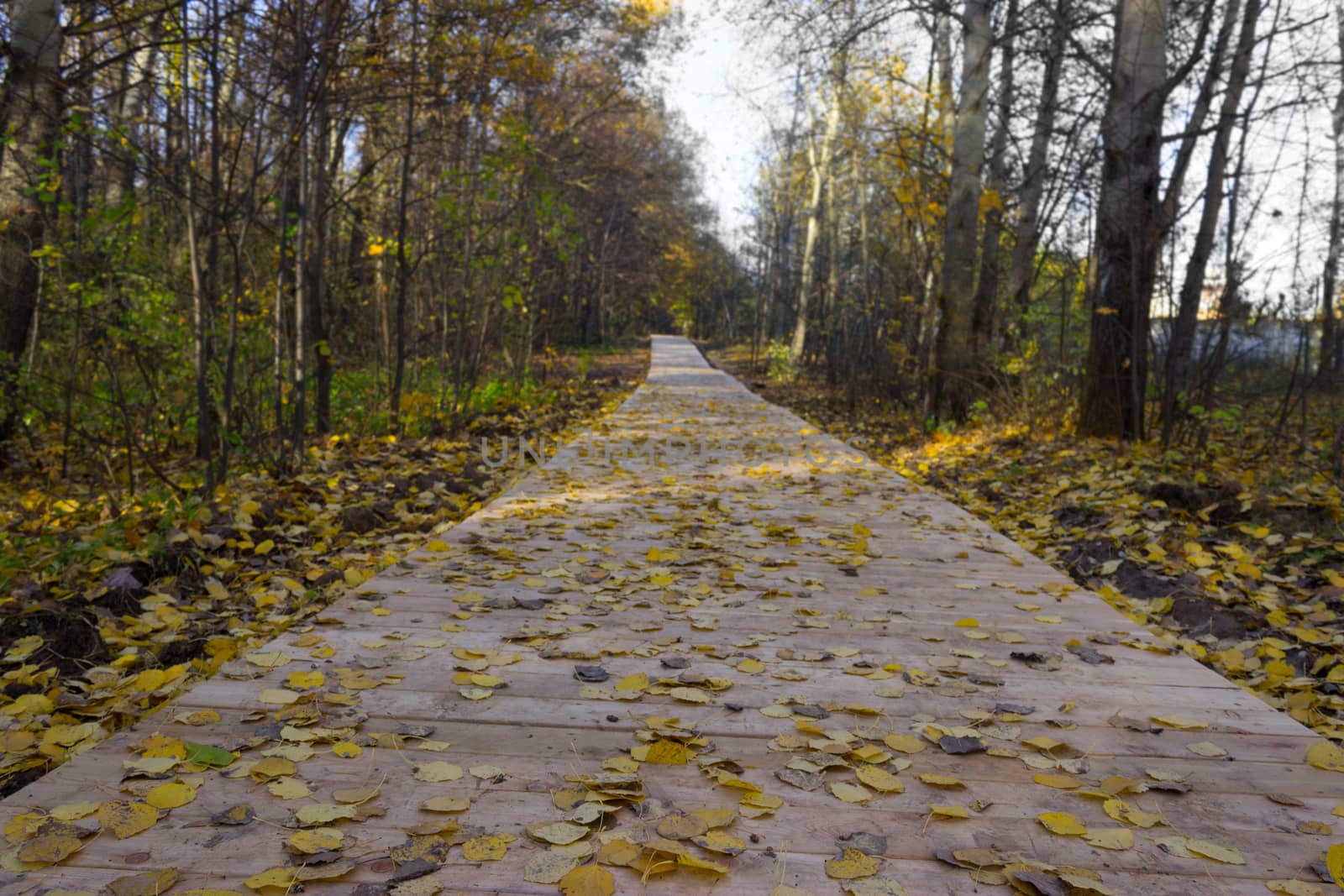 Wooden boardwalk through autumn forest by liwei12