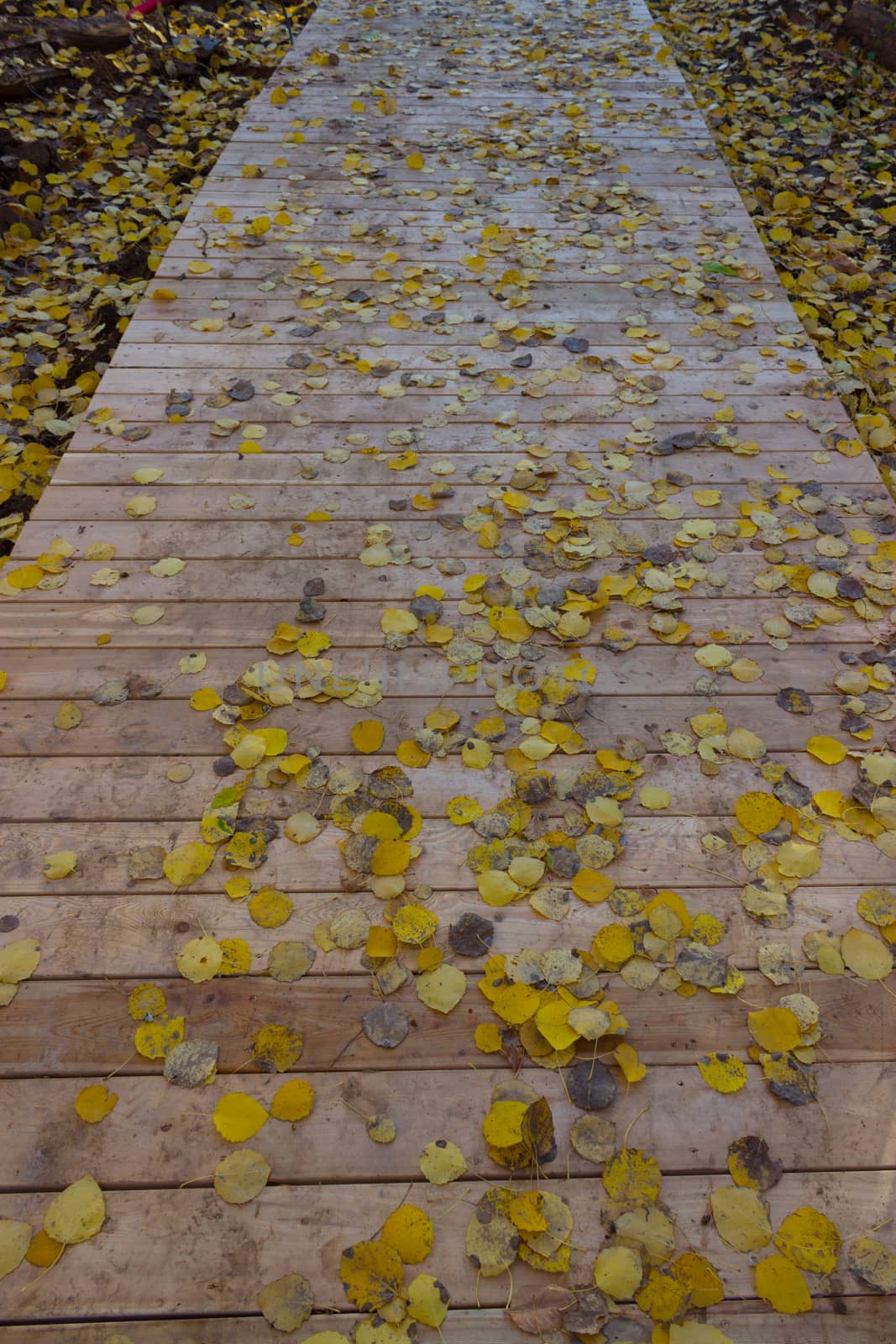 Wooden boardwalk through autumn forest. falling leaves