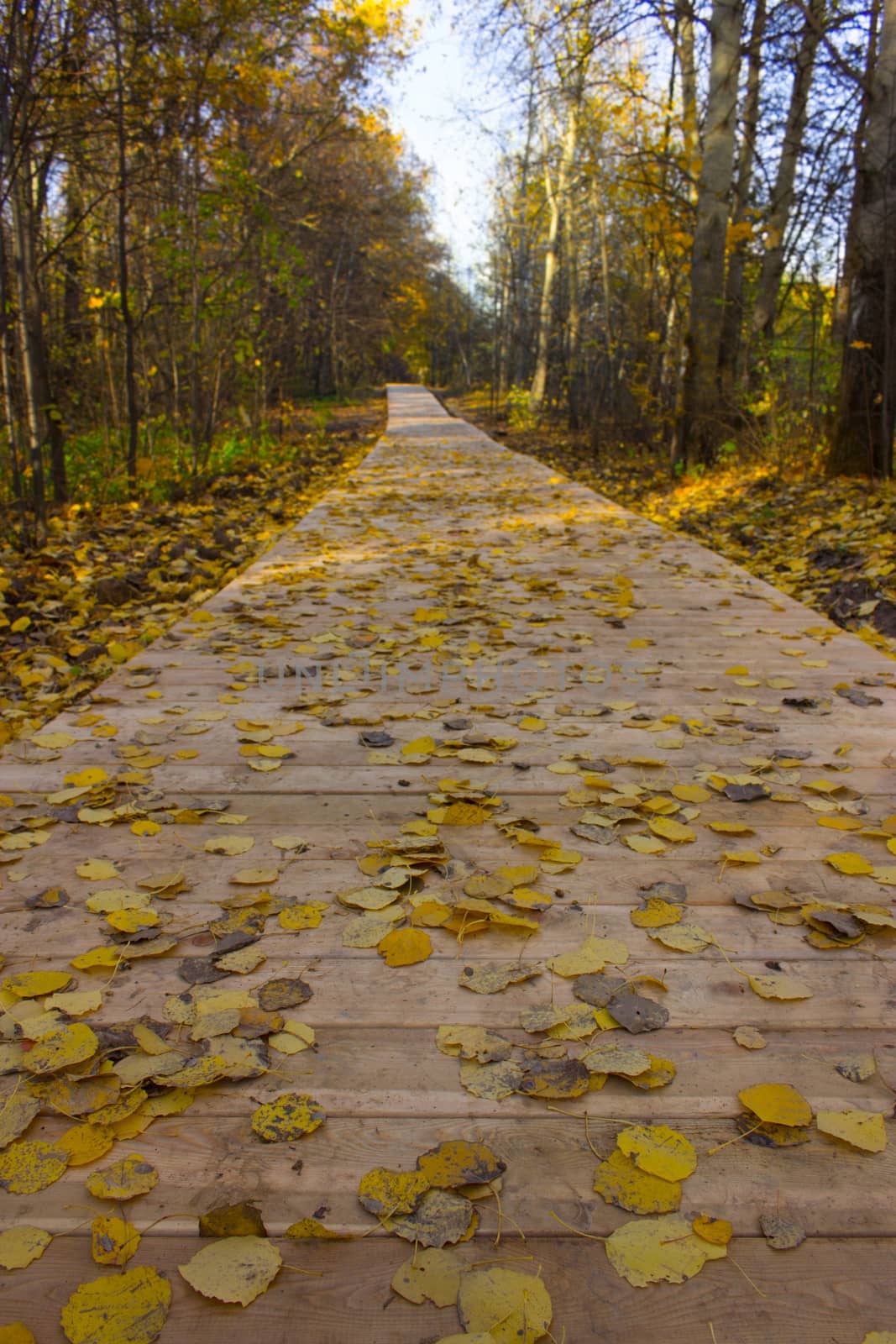 Wooden boardwalk through autumn forest. falling leaves