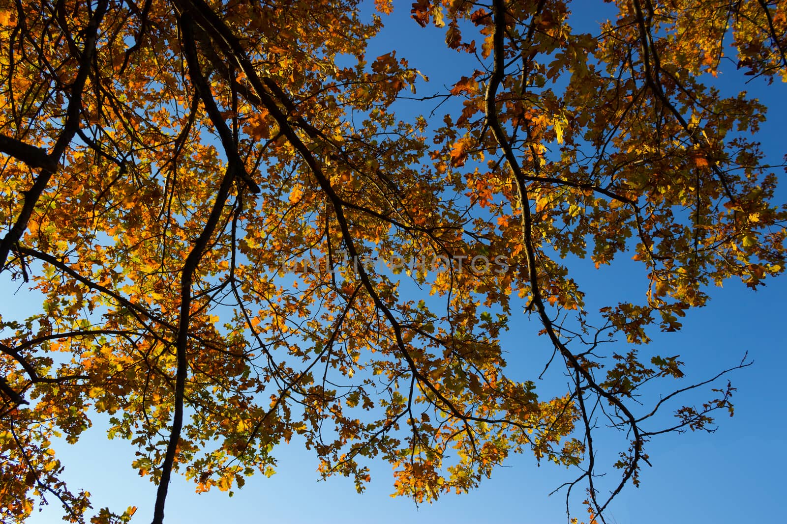 Autumn Orange Leaves. tree branches and blue sky