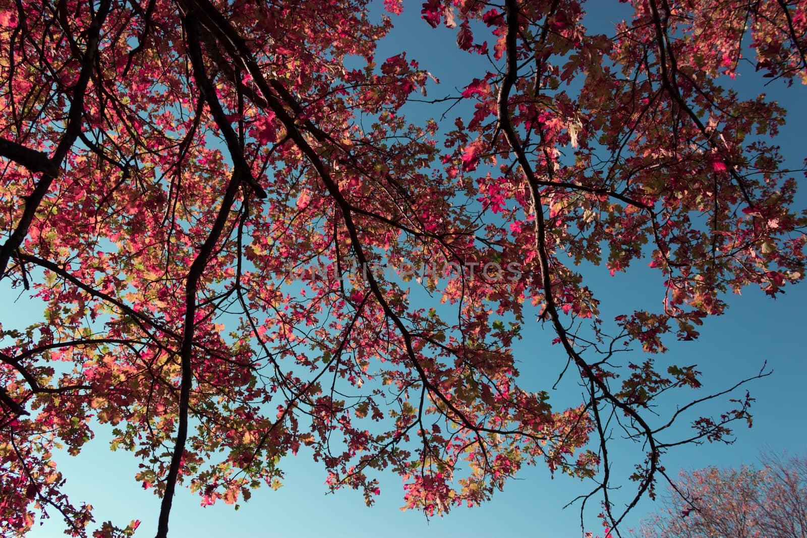Autumn pink Leaves. tree branches and blue sky