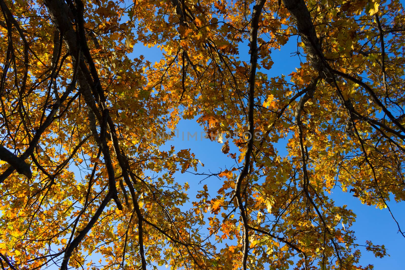 Autumn Orange Leaves by liwei12