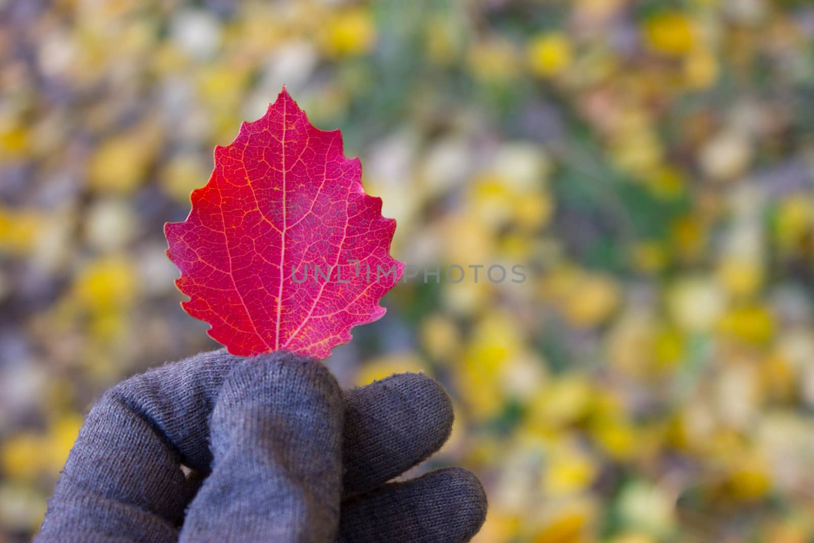 autumn leaf in hand by liwei12