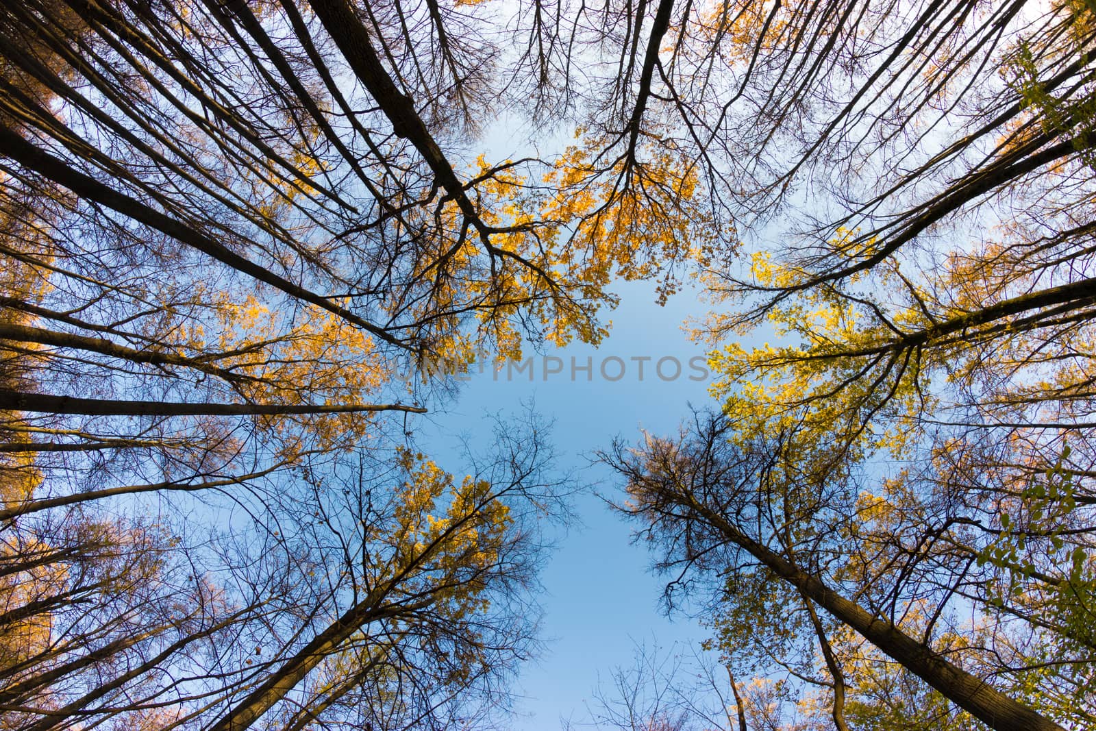 Autumn tree tops. golden leaves and blue sky