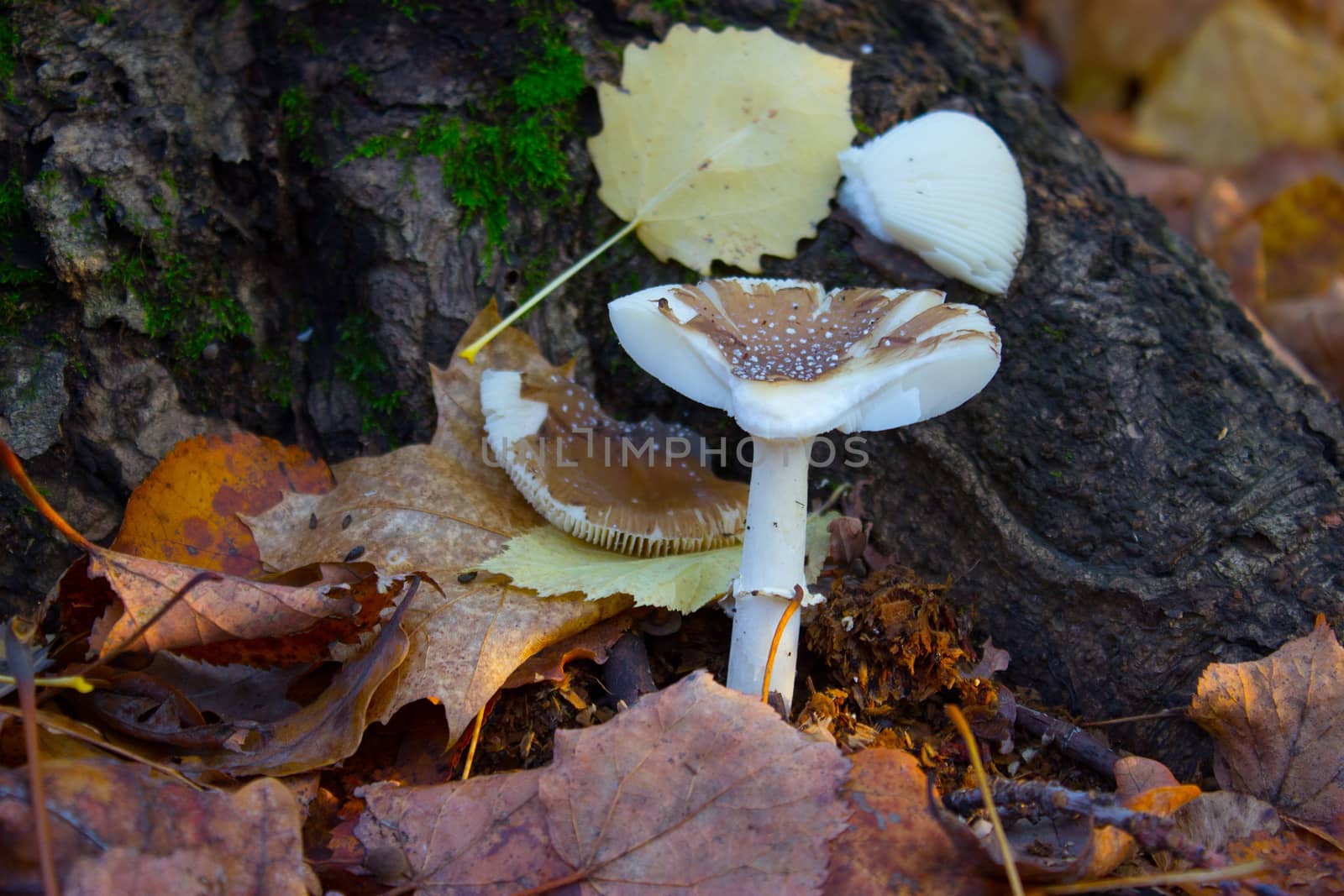 Mushrooms grow in autumn forest under the tree